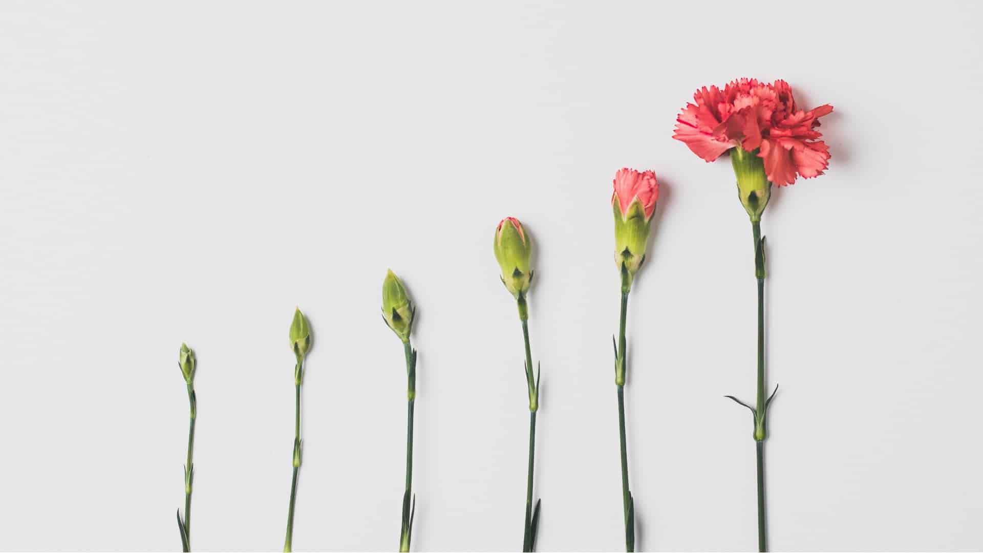 Flowers in various states of growth against a white background